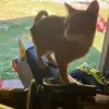 Bella - @bella6phelps - TikTok