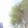 Bella phelps - @bellaphelps2 - TikTok
