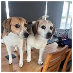 Bella & Piper - @bella.and.piper - Instagram