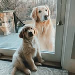 Bella & Piper - @bella.piper_golden.girls - Instagram