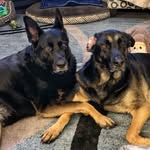 Bella & Piper(RIP Piper 8/28/24) - @shepweiler_shenanigans - Instagram