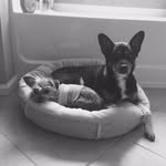 Bella And Piper - @bella__piper - Instagram