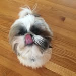 Bella Piper Bane 🐾 - @bella.bane - Instagram