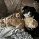 Bella Piper PJ Bonnie - @bell_and_the_amigos - Instagram