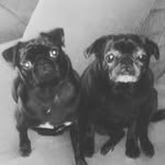 Bella/Piper Pug - @bellapiperpugs - Instagram