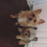 Piper & Bella🌸 - @bella._.piper - Instagram