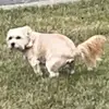 Bella May Pollard - @belladadog67 - TikTok