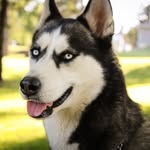 Bella Pollard - @cool_bella_dog - Instagram