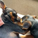 Maik und Bella 🐶 - @pragerrattler_maik_bella - Instagram