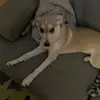 Bella - @bellaproctor4 - TikTok