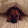 100 followers? Bella - @bella_pug_hi - TikTok