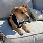 Bella🐶 - @bella.pugh173 - Instagram