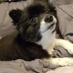 bella pugh - @little_bella_p - Instagram