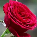 Bella Raja - Facebook
