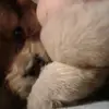 Bella Ramirez - @bellaramirez16 - TikTok