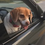 Bella Randall - @_beagle_bella_ - Instagram