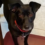 Bella Randolph - @sweetnessinadog - Instagram