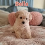 Bella Rascon - @bella_theminimaltipoo - Instagram
