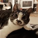 Bella - @bellareddish - Instagram
