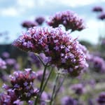 Bella Reeves - @b_beblogging_poetry - Instagram
