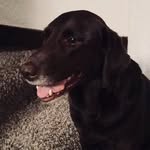 Bella Reilly - @bella_the_dog31 - Instagram