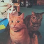 Bella, Riggs And Diesel - @bella_riggs_diesel - Instagram