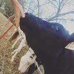Bellariggs7 - @bellariggs7 - Instagram