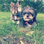 🐾Bella🐾Riggs🐾 - @bella_and_riggs - Instagram