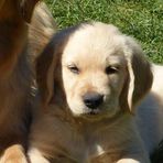 Bella &amp; Rio's Puppies - Facebook