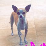 Bella Robles - @bellathechihuaha - Instagram