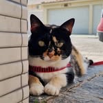 BELLA ROCHA 🐱 | Karina Rocha 🙋🏼‍♀️ - @bellagatatricolor - Instagram
