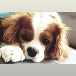 Bella Rodgers - @bella_the_cavvy - Instagram