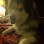 Bella Rodgers - @my_malamute_life - Instagram