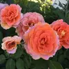 BellaRodgers - @aesthetics.643 - TikTok