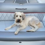 Bella Rollins - @bella_the_dog1340 - Instagram
