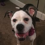 Bella Rollins - @tripawdbella - Instagram