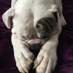Bella The Dog - @bella_rollins15 - Instagram