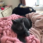 Bella Romain - @romain.bella - Instagram
