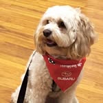 Bella Roy - @bella_therapy_dog - Instagram