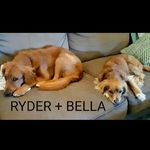 Bella + Ryder - @cutepuppers_bella.ryder - Instagram