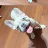Bella & ryder - @bellalilacfrenchie - TikTok