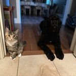 Bella & Ryder - @bellaryderduo - Instagram