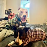 Bella, Ryder & Kane - @chaoscrew.blackwhiteandblue - Instagram