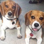 Bella, Ryder, & Marco - @binarybeagles - Instagram