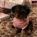 Bella Saad - @bella_saad_dog_ - Instagram