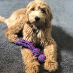 Bella Sampson - @bella_thedoodlebabe - Instagram