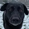 Bella Sampson❤️❤️ - @bella_sampson_dog - TikTok