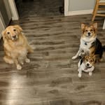 Bella, Sophie and Sampson - @belldogandsophie - Instagram
