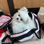 Bella Sandoval - @pomqueenb - Instagram