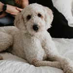 Bella Golden Doodle Schmidt - @bella.and.schmidt - Instagram